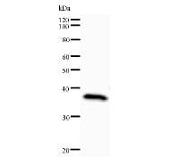 ASH2L / ASH2 Antibody (clone 2046D2a)