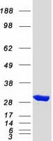 Human SBDS Protein (Recombinant Myc-DDK (Flag))