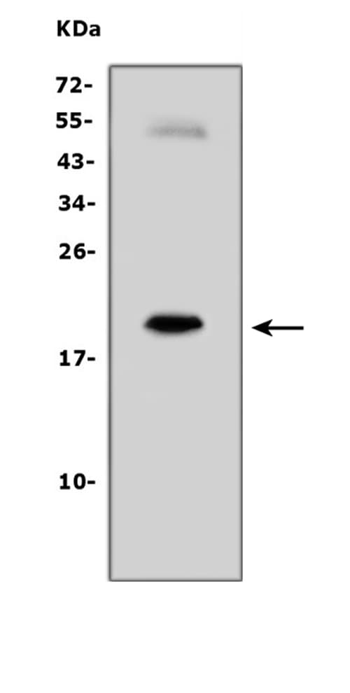 IL7 Antibody (aa26-42)