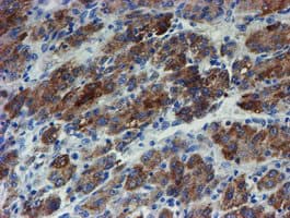 ZNF365 Antibody (aa108-407, clone OTI2D9)