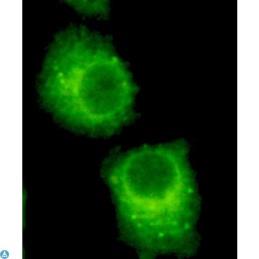 RAB2A / RAB2 Antibody