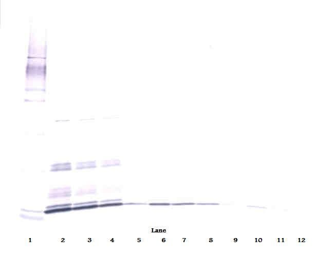 IL7 Antibody (Biotin)