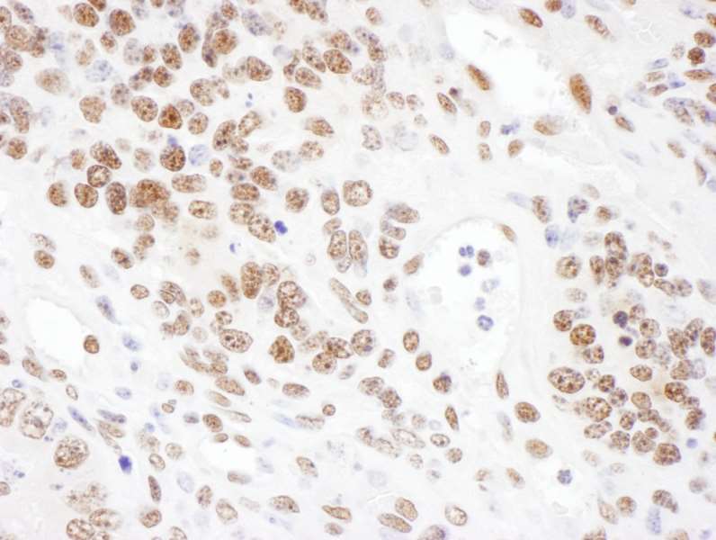 SRRT / ARS2 Antibody (aa826-876)