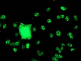 SNX8 Antibody (clone OTI3C4)