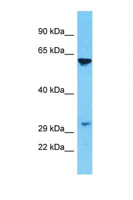 Polyclonal Rabbit anti-Human OR10C1 Antibody (aa170-219, WB)
