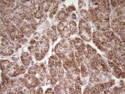 LRRC6 Antibody (clone OTI7E9, Carrier-free)