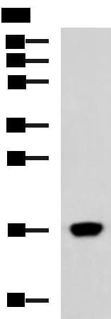 C15orf40 Antibody