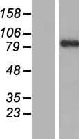 PARP9 Protein (Over-Expression Lysate Myc-DDK (Flag))