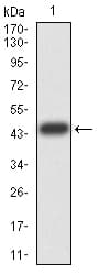 ESRRA / ERR Alpha Antibody (clone 6F1E6)