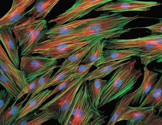 Alpha Tubulin Antibody (clone 236-10501)