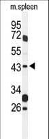 GPR157 Antibody (aa178-207)
