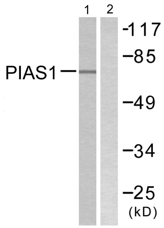 PIAS1 Antibody