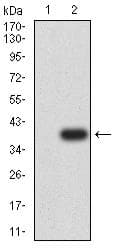 S1PR1 / EDG1 / S1P1 Antibody (clone 1E3H5)