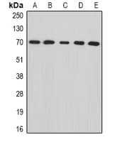IHC-plus™ ENOX2 Antibody