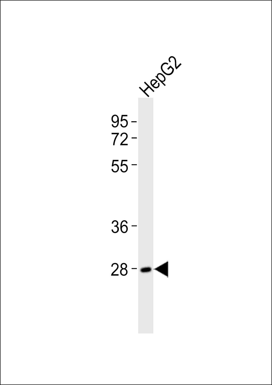 AZI2 / NAP1 Antibody