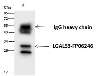 Polyclonal Rabbit anti-Human LGALS3 / Galectin 3 Antibody (WB)