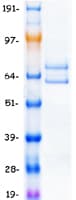 Human CUL1 / Cullin 1 Protein (Recombinant Myc-DDK (Flag))