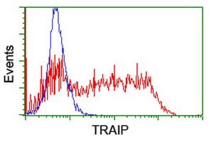 TRAIP / TRIP Antibody (clone OTI3E1)