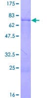 Human PAX5 Protein (Recombinant GST)