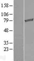 Human TARS2 / TARSL1 Protein (Over-Expression Lysate Myc-DDK (Flag))