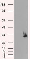SRR / Serine Racemase Antibody (clone OTI7E8, Carrier-free)