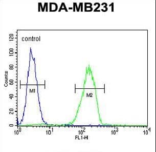 IHC-plus™ CTSS / Cathepsin S Antibody (aa210-240)