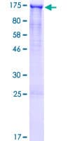 Human GASP2 / GPRASP2 Protein (Recombinant GST)