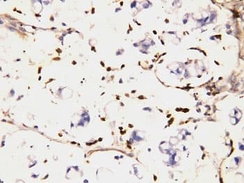 CD225 / IFITM1 Antibody (aa1-17)