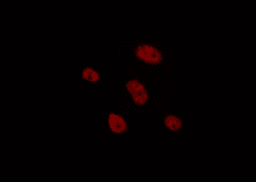 TCF4 Antibody