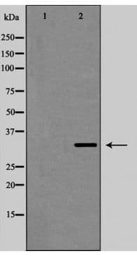GJB1 / CX32 / Connexin 32 Antibody
