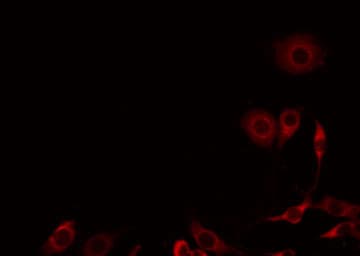 GNA14 Antibody