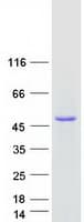 Human CGREF1 Protein (Recombinant Myc-DDK (Flag))