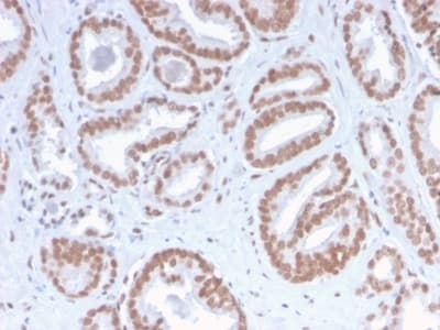 ATRX Antibody (clone ATRX/2900R, Azide-free, Carrier-free)