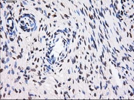 BTN3A2 Antibody (clone 1A6, Carrier-free)