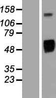 EGFR Protein (Over-Expression Lysate Myc-DDK (Flag))