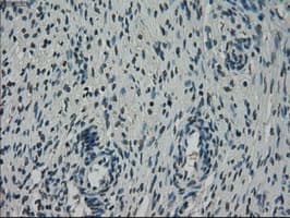NEK6 Antibody (clone OTI2H7)