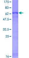 Human GNB4 Protein (Recombinant GST)