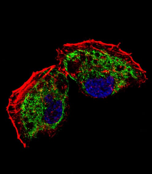 MtTFA / TFAM Antibody (aa216-246)
