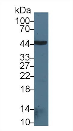 BMP2 Antibody (aa281-394, Cy3)