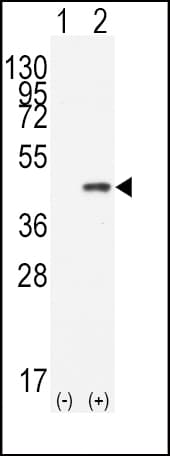 CDX2 Antibody (aa1-30)