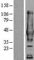 Human NDRG4 Protein (Over-Expression Lysate Myc-DDK (Flag))