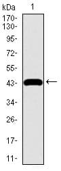 Monoclonal Mouse anti-Human CHGA / Chromogranin A Antibody (clone 1A6B6, aa87-252, IF, WB)