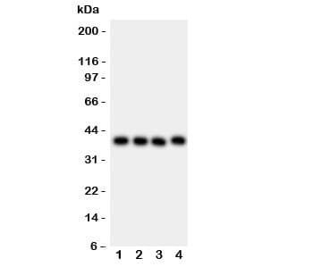 Polyclonal Rabbit anti-Human CD34 Antibody (aa151-385, IHC, WB)