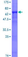 Human ACTL7B Protein (Recombinant GST)