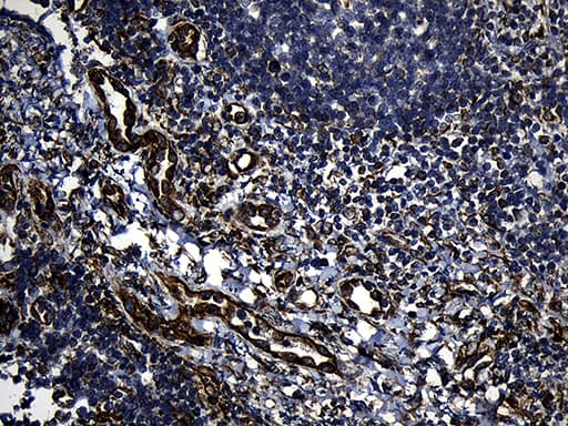 FBXO25 Antibody (aa1-191, clone OTI6F11)