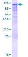 Human RAPGEF4 / EPAC2 Protein (Recombinant GST)