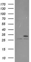 PSMA6 Antibody (clone OTI2A6)