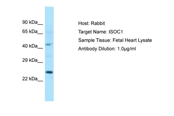 ISOC1 Antibody (C-Terminus)
