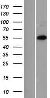 ZNF446 Protein (Over-Expression Lysate Myc-DDK (Flag))