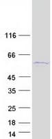 Human SRP54 Protein (Recombinant Myc-DDK (Flag))